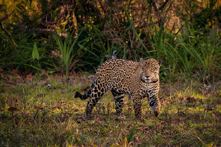 156 Zuid Pantanal, jaguar.jpg
